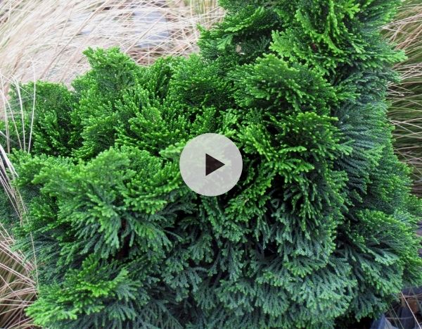 Les Chamaecyparis obtusa