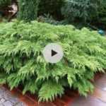 Le Microbiota decussata : un couvre-sol beau toute l'année !