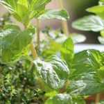 7 plantes aromatiques indispensables