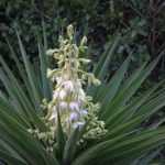 Choisir un yucca