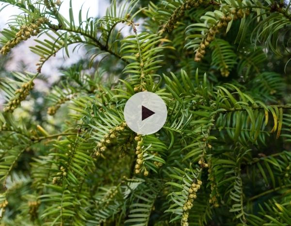 Le Cephalotaxus harringtonia