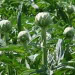 Quand et comment faire sécher les feuilles d'artichaut ?