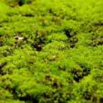 Comment se débarrasser de la mousse dans la pelouse ?