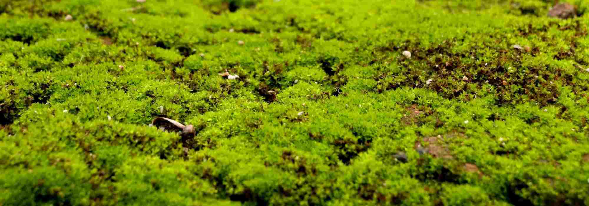 Comment se débarrasser de la mousse dans la pelouse ?