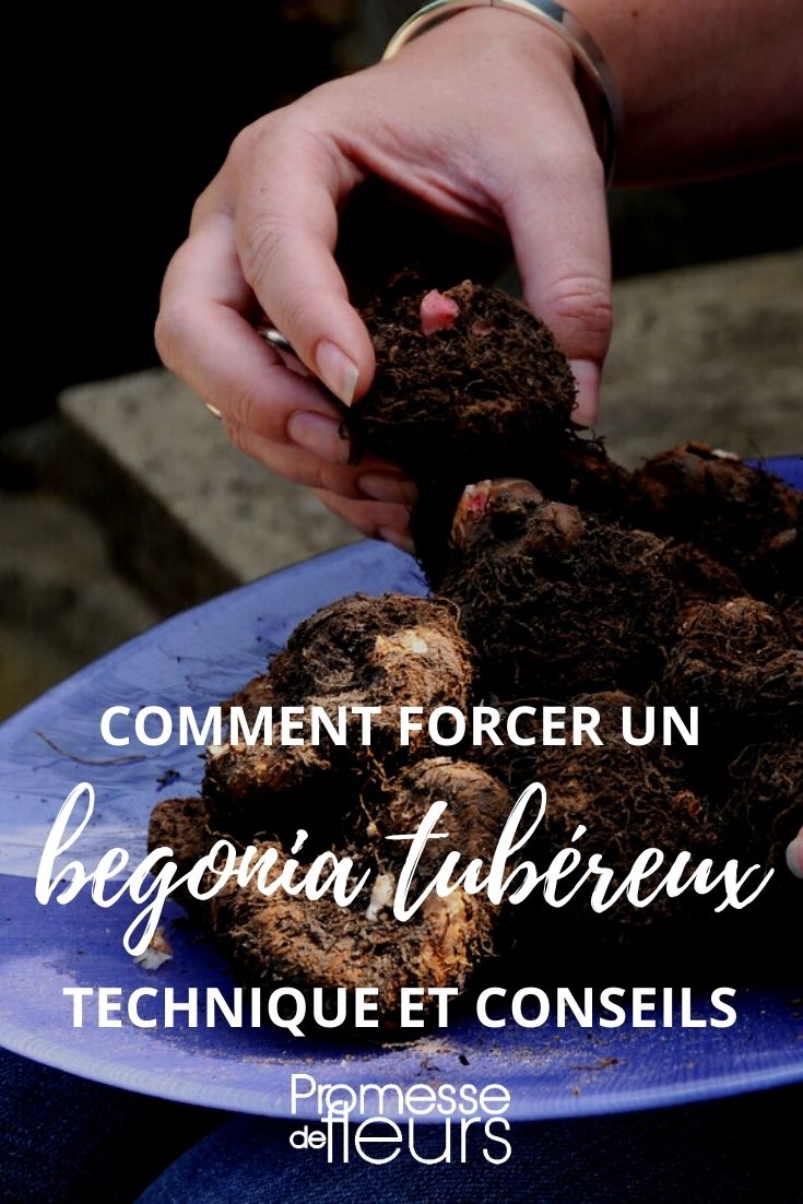 forcer begonia tubereux