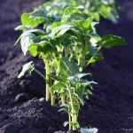 Comment faire un potager en sol acide ?