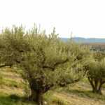 13 fruitiers méditerranéens qui sentent bon le sud