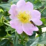 Comment faire de la confiture de cynorrhodons ? De la cueillette à la recette