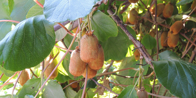 Taille du kiwi : quand et comment tailler un actinidia ?