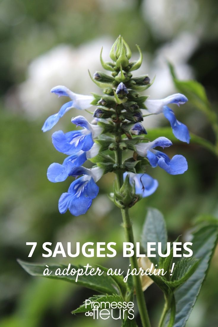 Sélection de sauges bleues