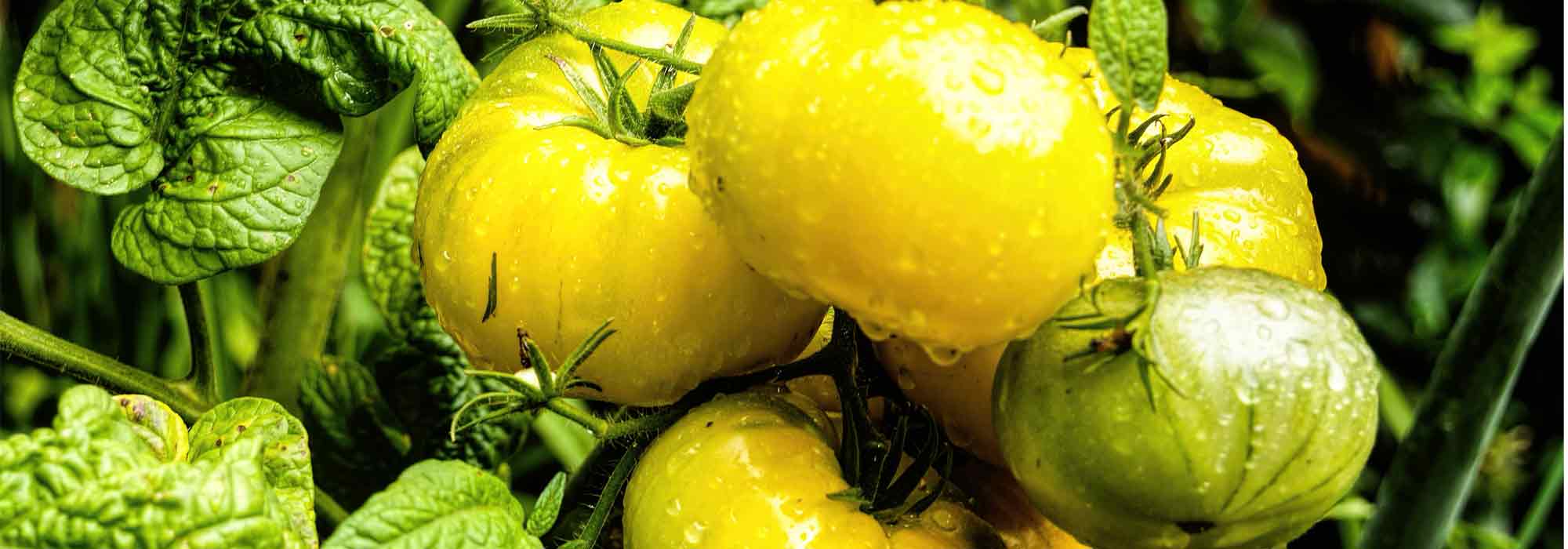 Comment créer une variété de tomate ?