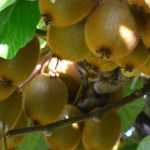 Comment différencier kiwi et kiwaï ?