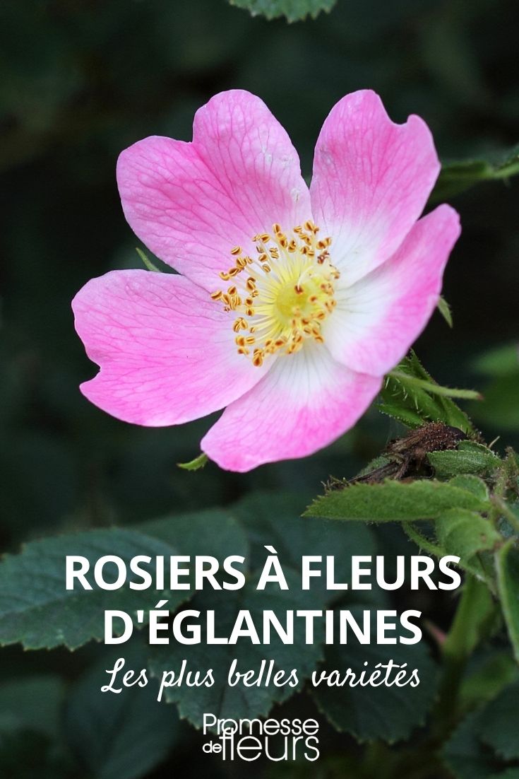 rosier à fleurs simples
