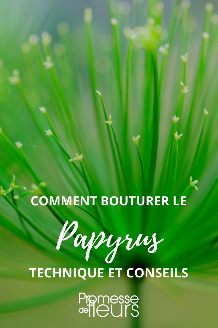 bouturer le papyrus