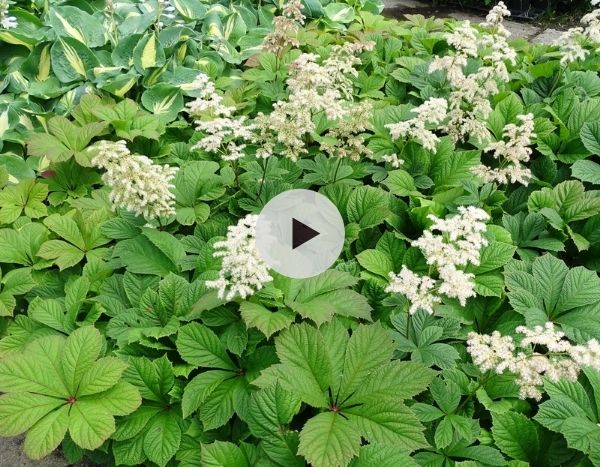 Les Rodgersias : une vivace plantureuse