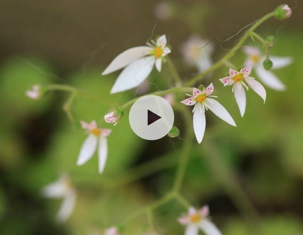 Le Saxifraga stolonifera : parfaite en rocaille humide et ombragée