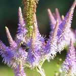 Retranscription vidéo : Le Veronicastrum virginicum 'Fascination'