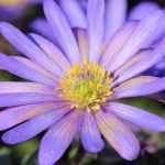 Cultiver l'Anémone blanda en pot