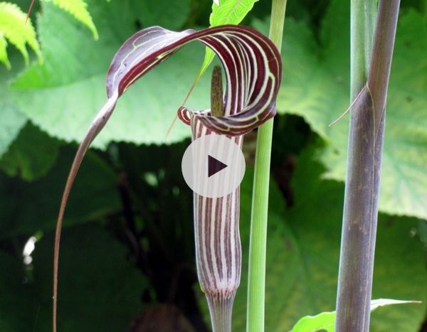L'Arisaema ou plante cobra : le coup de coeur de Michael