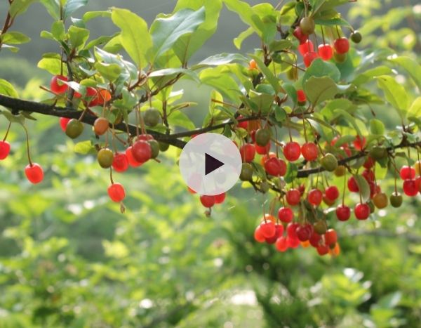 L'Eleagnus umbellata Chalef : Un arbuste aux multiples atouts