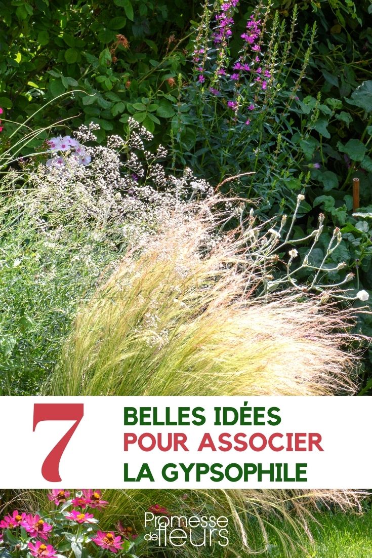 gypsophile-associer