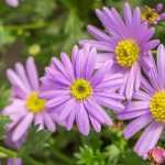 7 idées pour associer les Kalimeris