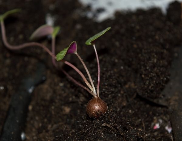 Comment semer des cyclamens ?