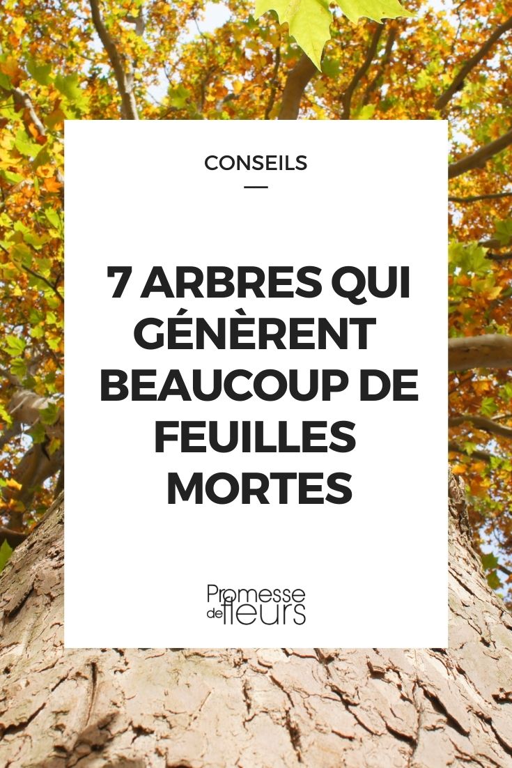 arbres beaucoup feuilles mortes