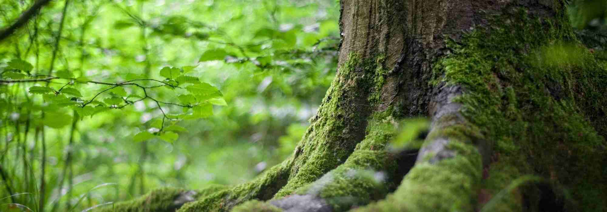 5 arbres pour jardin exposé au Nord