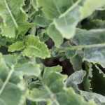 Cultiver le chou perpétuel Daubenton