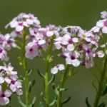 L'Aethionema : planter, cultiver