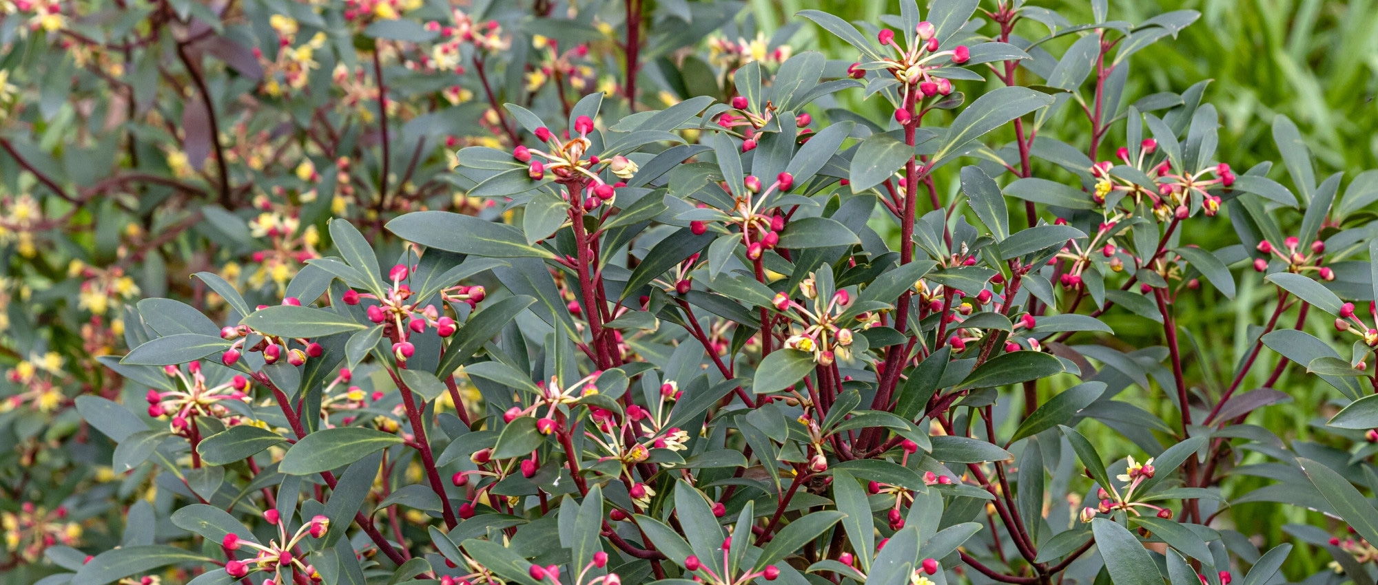 Drimys : planter, cultiver et entretenir