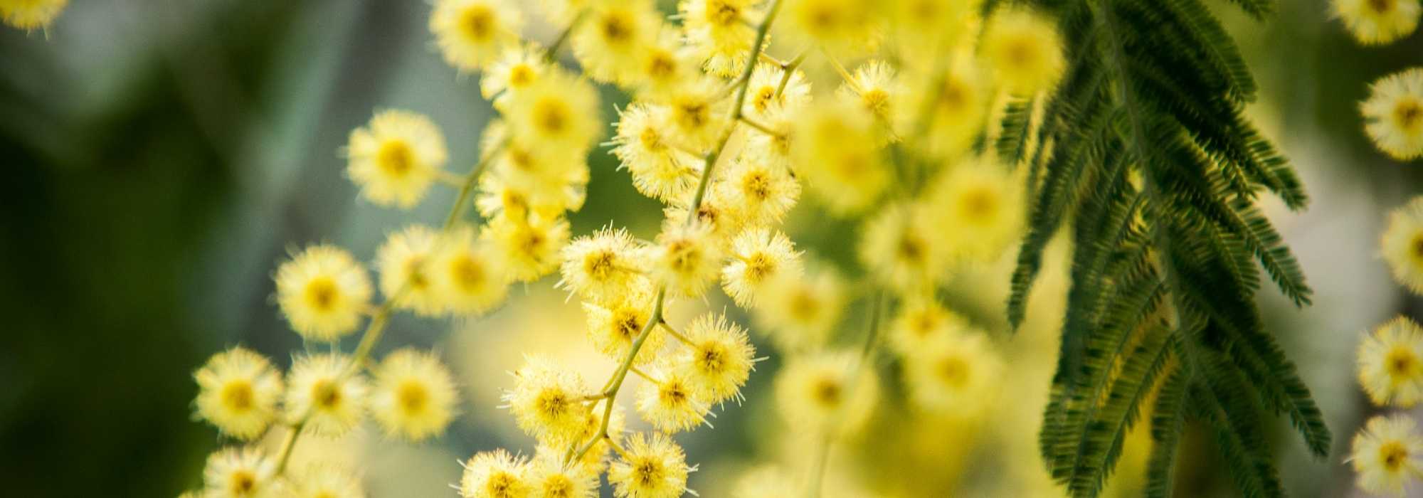 7 arbres pour un jardin exposé plein sud