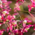 Choisir un épimédium