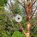 L'érable cannelle : une écorce incroyable !