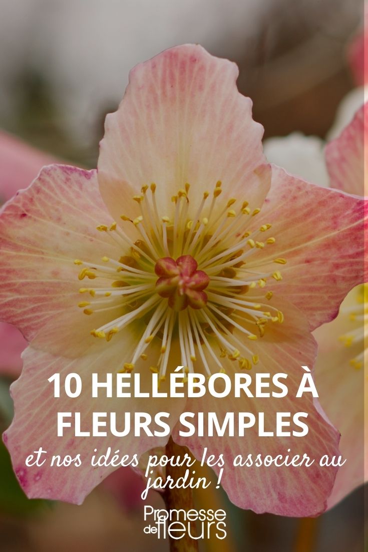 hellebore fleurs simples