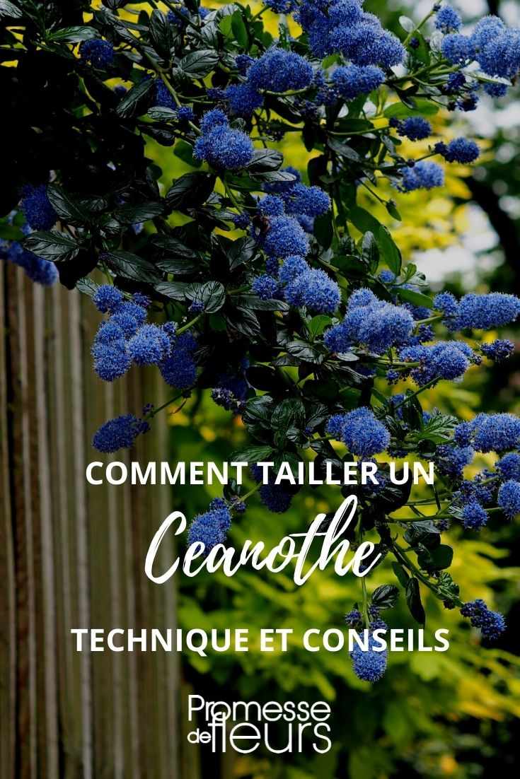 tailler ceanothe