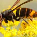 Les espèces animales invasives ou exogènes envahissantes