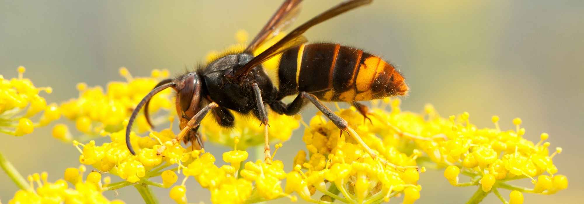 Les espèces animales invasives ou exogènes envahissantes