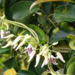 Stauntonia : 6 idées d'associations réussies