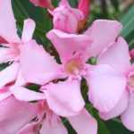 Quand et comment tailler un laurier rose pour une floraison abondante