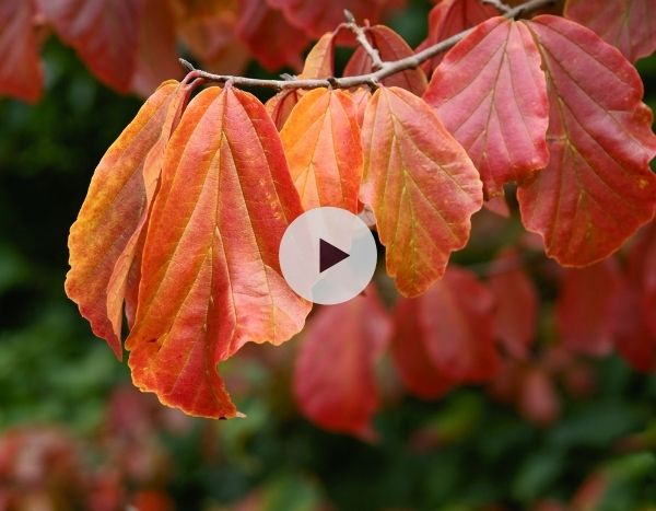Le Parrotia persica ou Arbre de fer