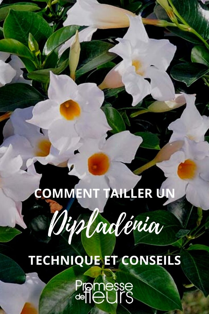 tailler un dipladenia