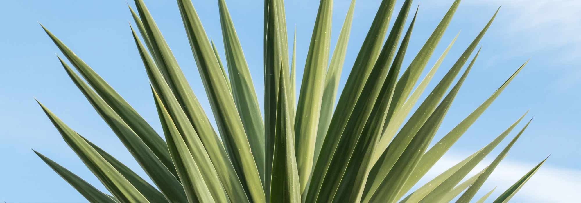 Réussir la culture du Yucca elephantipes