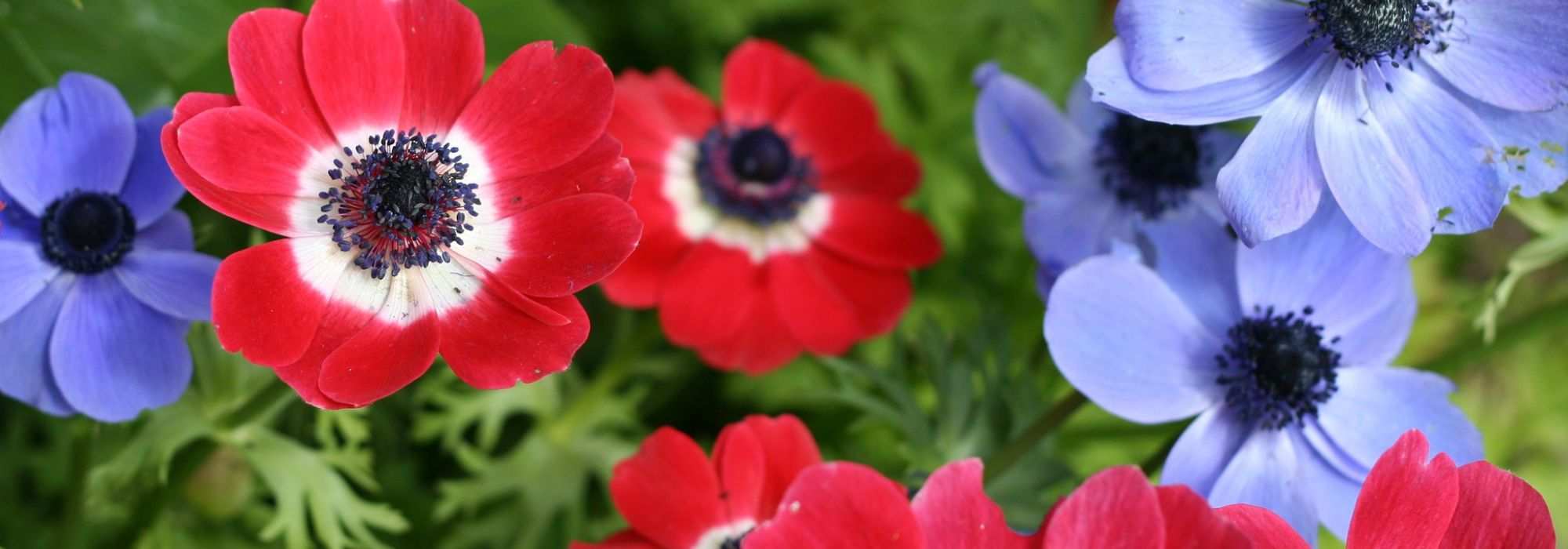 Cultiver l'anémone de Caen en pot