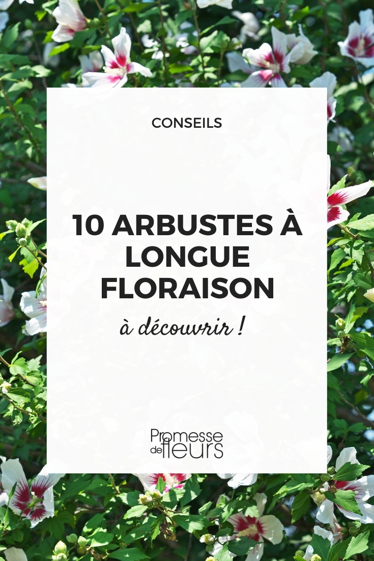 arbustes qui fleurissent longtemps