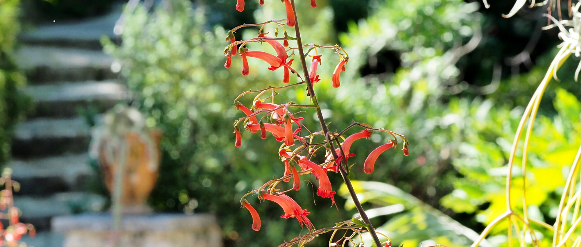 Phygelius : Planter, cultiver et entretenir