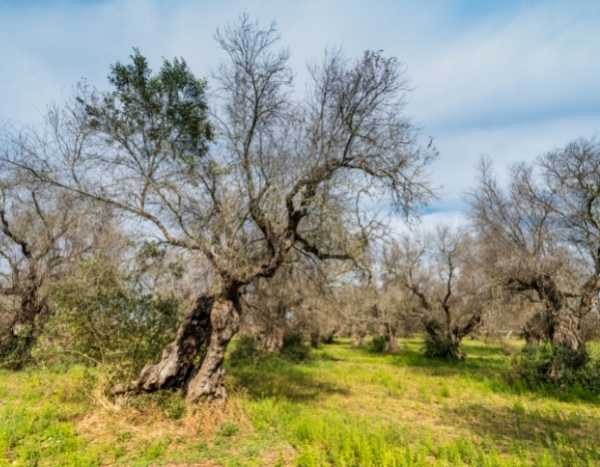 Xylella fastidiosa : une bactérie mortelle pour de nombreux végétaux !