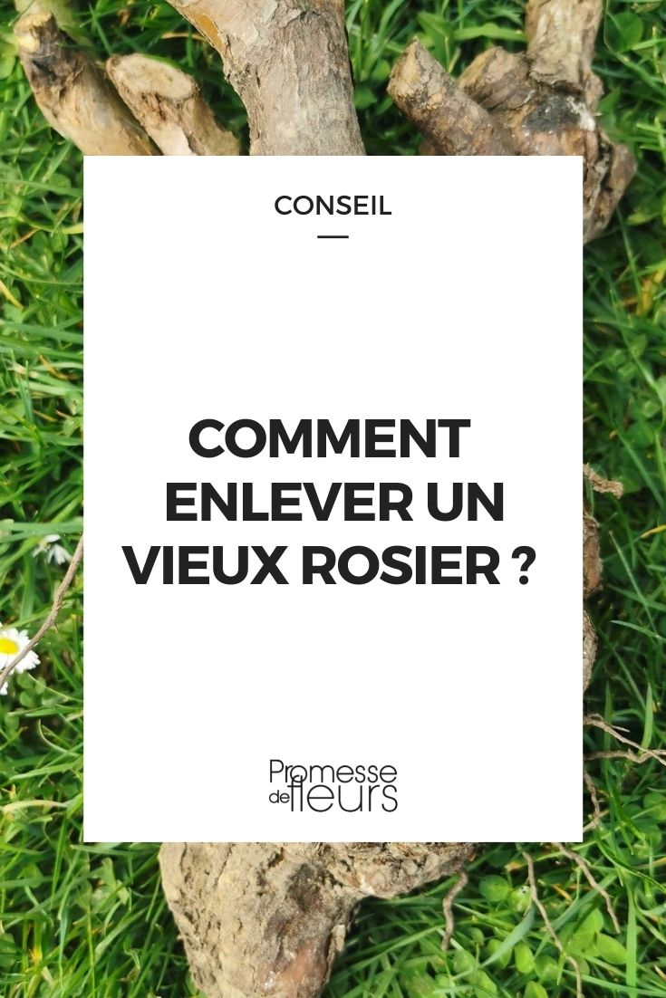 enlever vieux rosier
