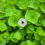 Claytone de Cuba ou pourpier d'hiver